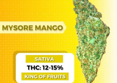 mysore mango weed strain