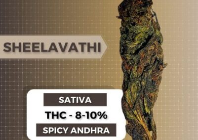 Sheelavathi Weed Strain