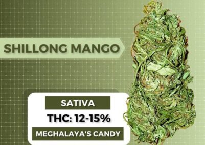 Shillong Mango Weed Strain