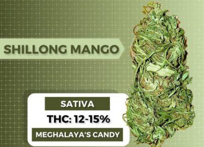 Shillong Mango Weed Strain