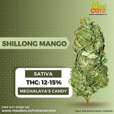 Shillong Mango Strain