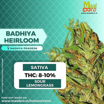 badhiya village madhya praesh weed
