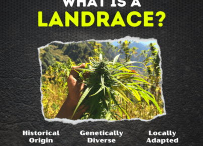 what is a landrace india