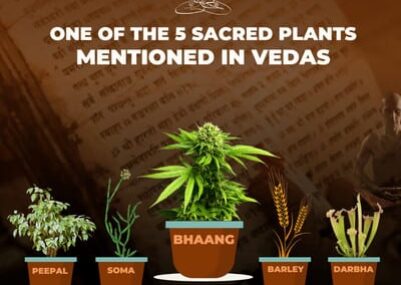 bhang one of the five sacred plants mentioned in vedas