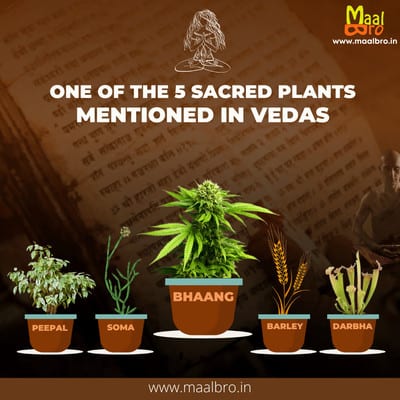 bhang one of the five sacred plants mentioned in vedas